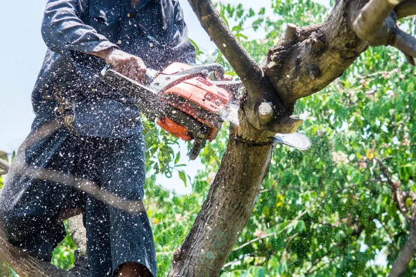 Jimmy's Bronx Tree Company gallery 9