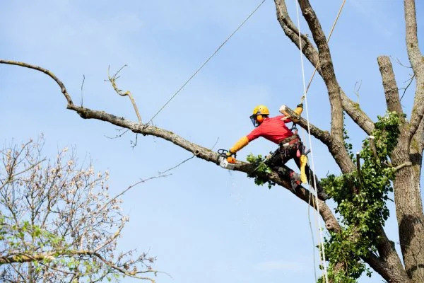 Jimmy's Bronx Tree Company gallery 10