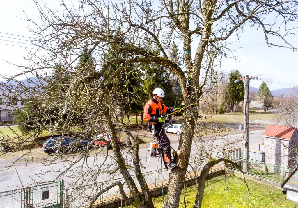 Jones Road Tree Service gallery 2