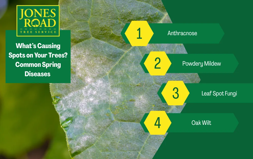 Jones Road Tree Service gallery 6