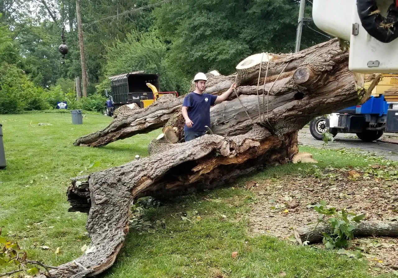JR Tree Service & Landscaping gallery 4