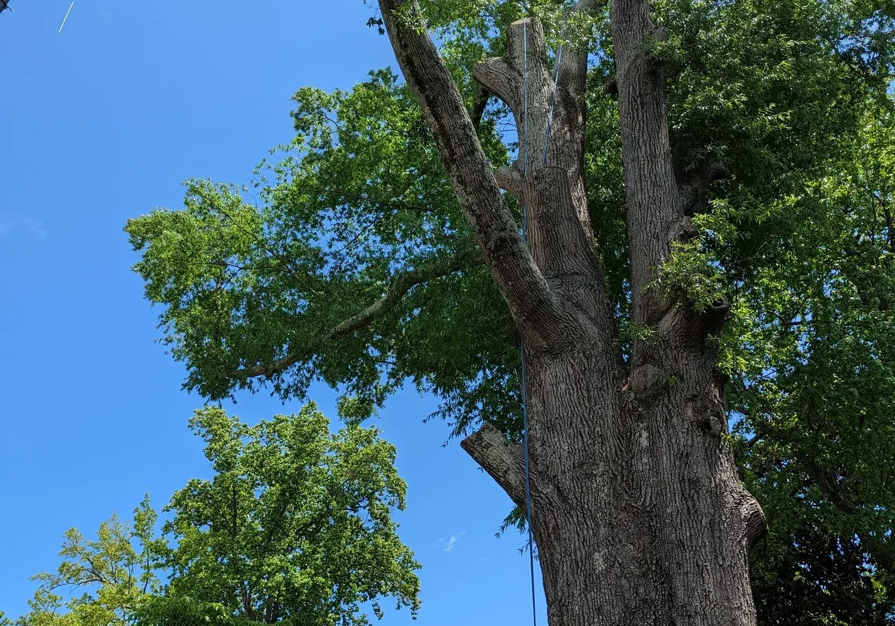 JR Tree Service & Landscaping gallery 5