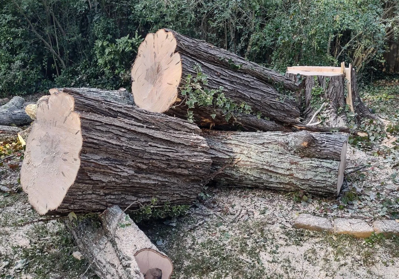 JR Tree Service & Landscaping gallery 6
