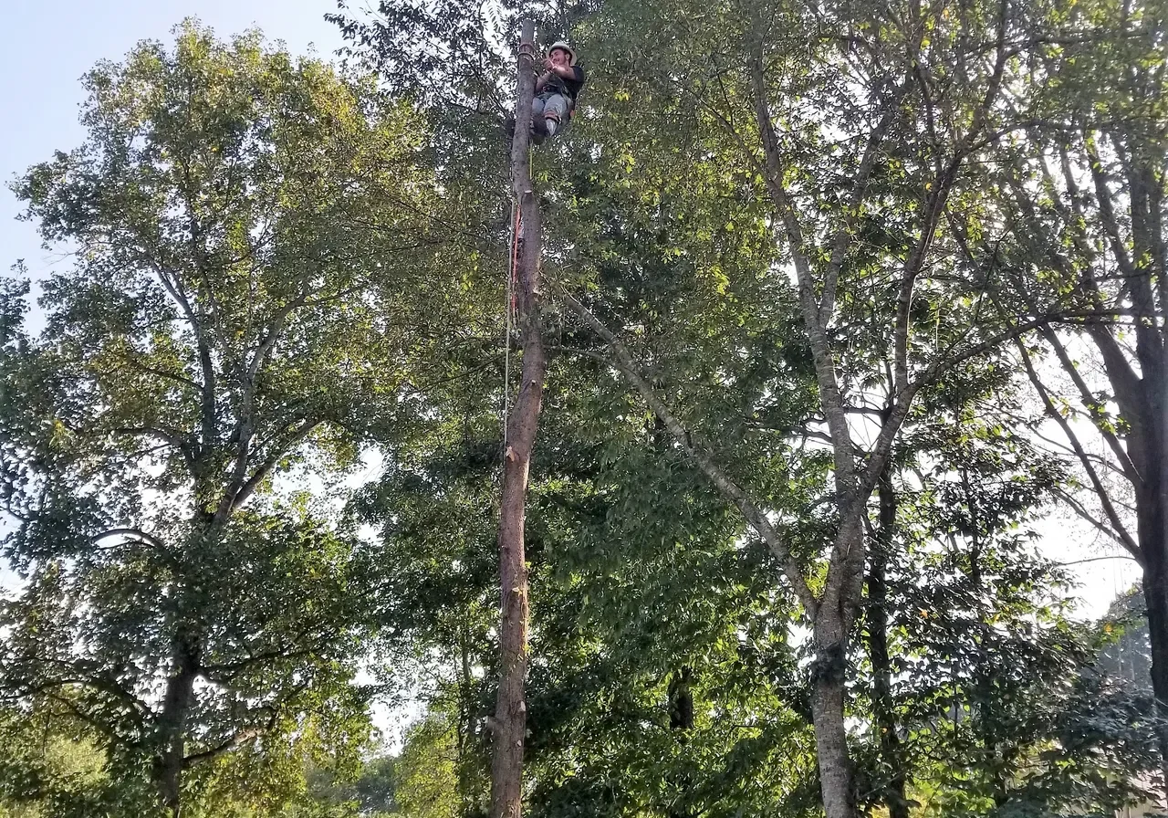 JR Tree Service & Landscaping gallery 7