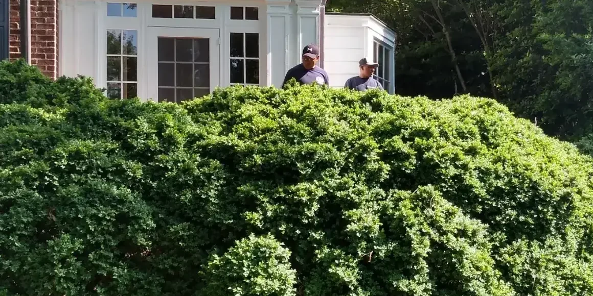 JR Tree Service & Landscaping gallery 9
