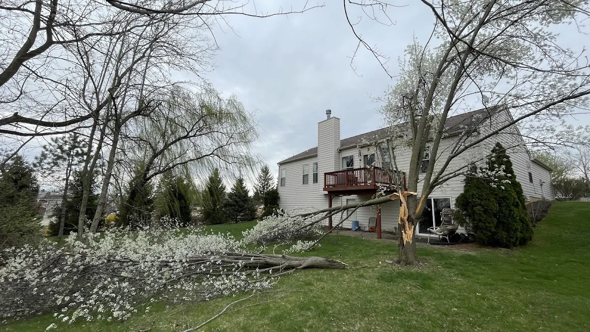 JT Tree Service work site