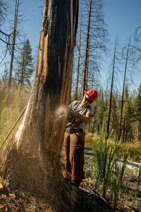 JT Tree Service gallery 3