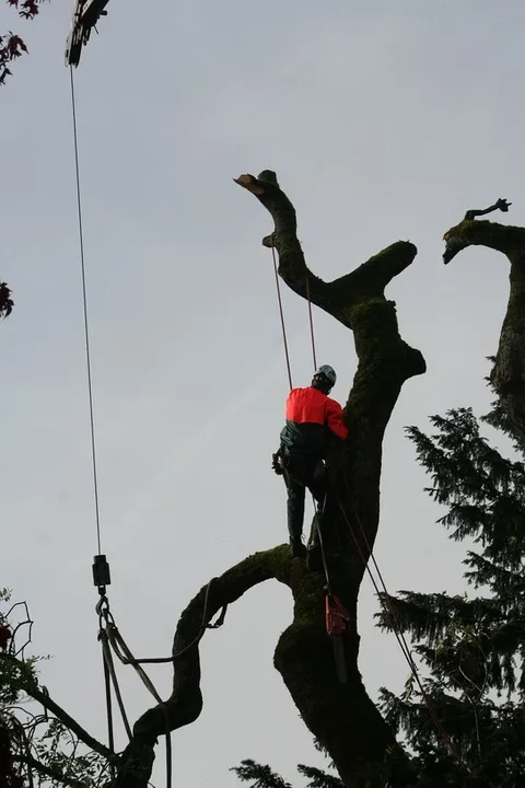 JT Tree Service gallery 4