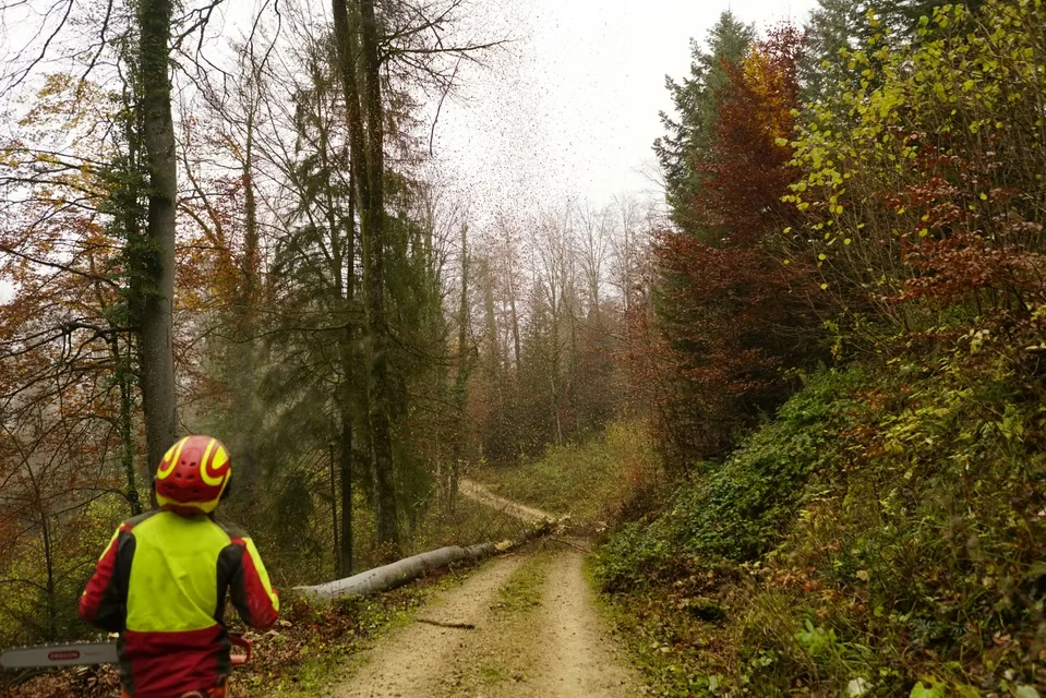JT Tree Service gallery 5