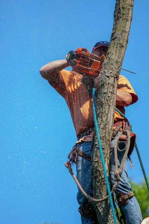JT Tree Service gallery 9