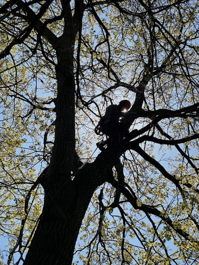 JTP Tree