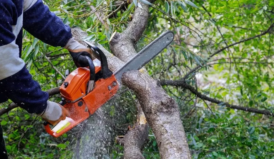 Julian Tree Care gallery 3