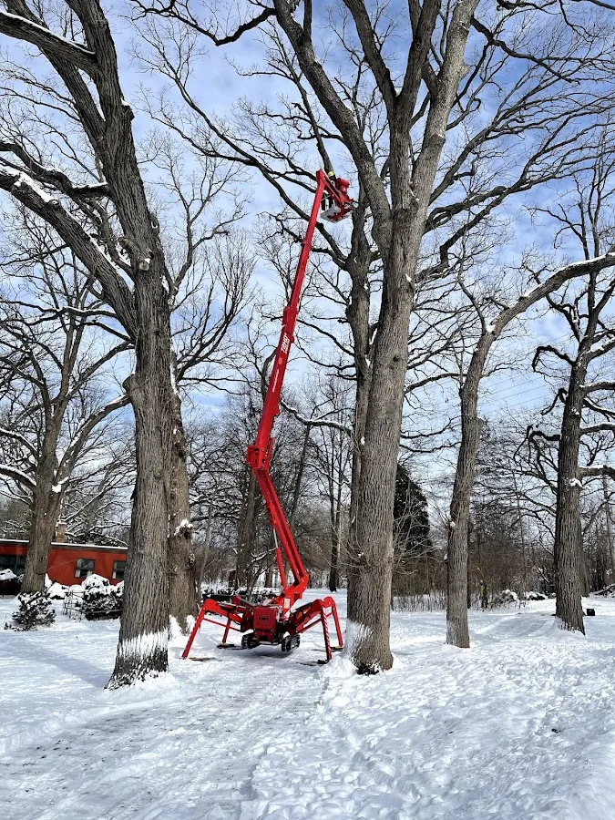 Just For Trees