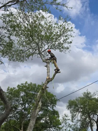 Kalbfleisch and Sons Tree Service gallery 8