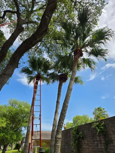 Kalbfleisch and Sons Tree Service gallery 9