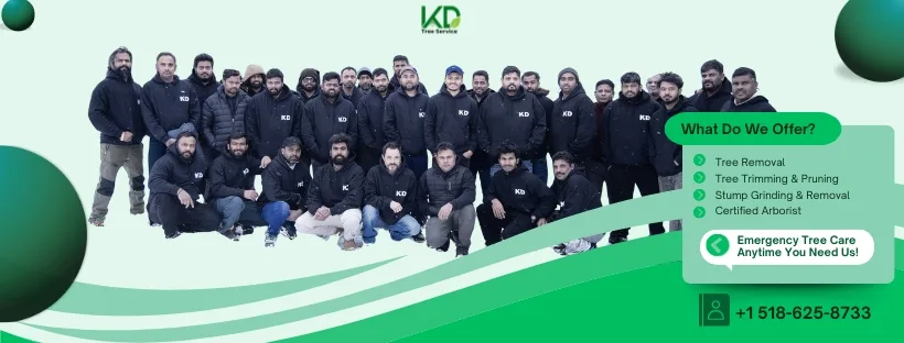 KD Tree Service Albany NY