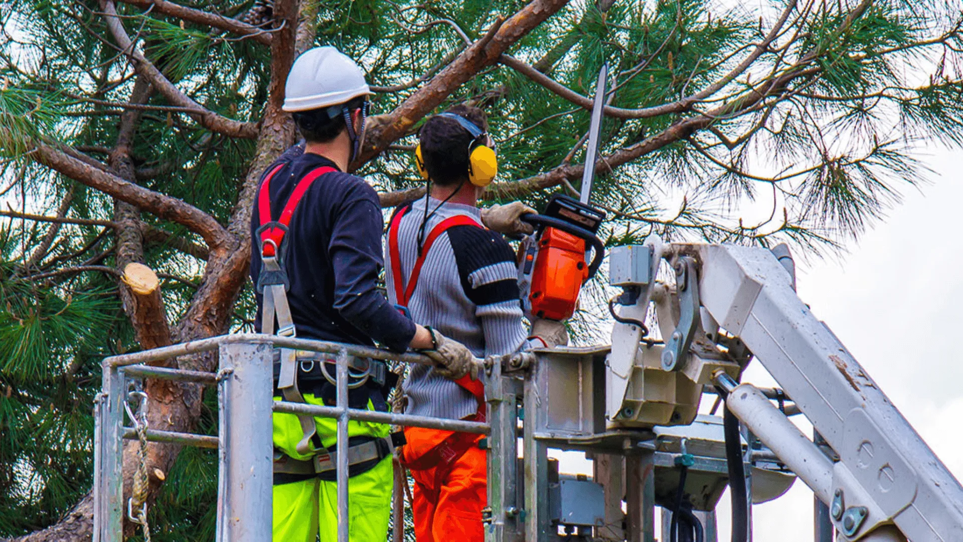 KD Tree Service Albany NY gallery 9
