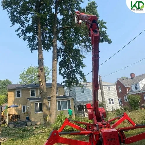 KD Tree Syracuse NY