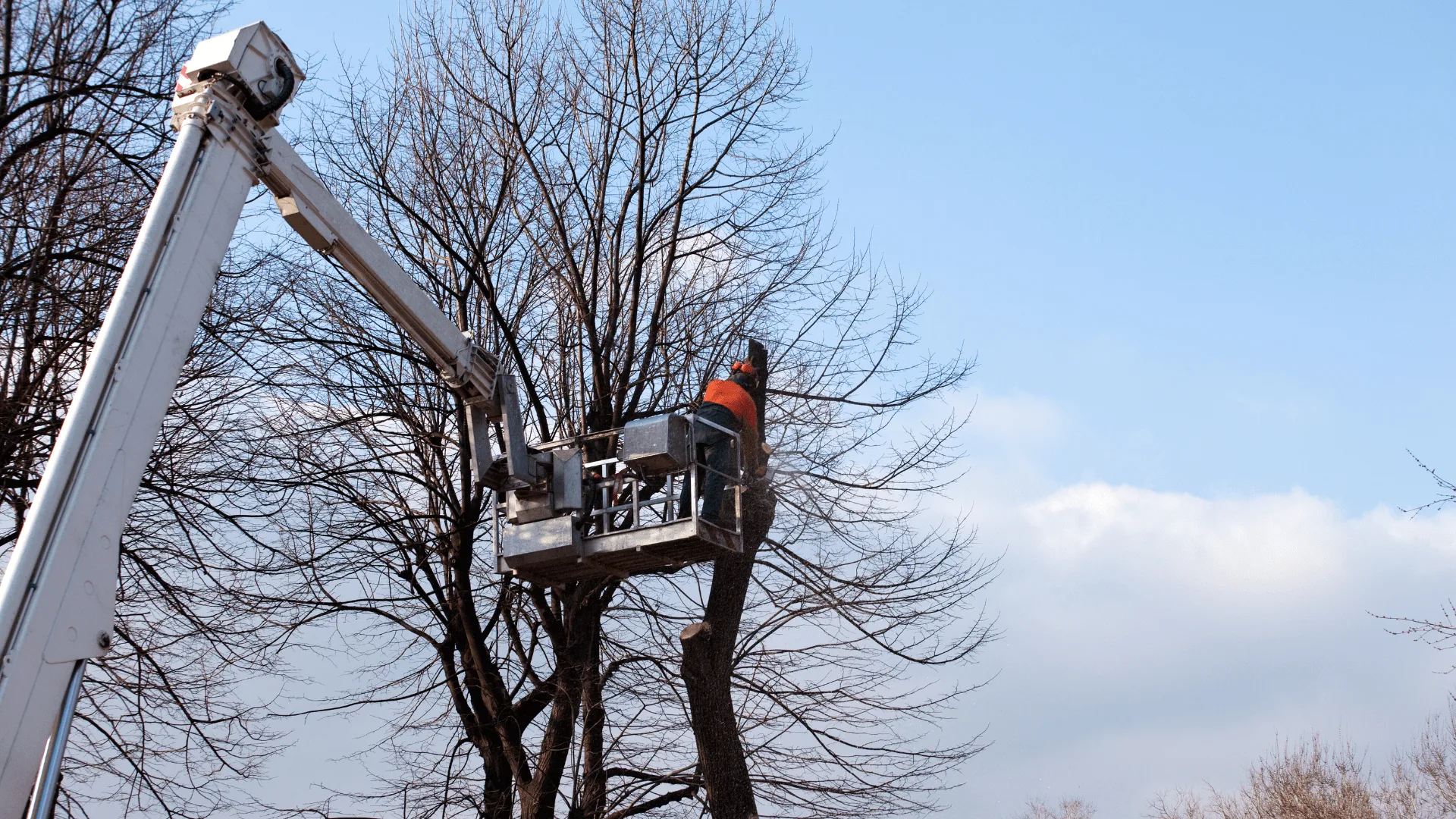 KD Tree Syracuse NY gallery 8