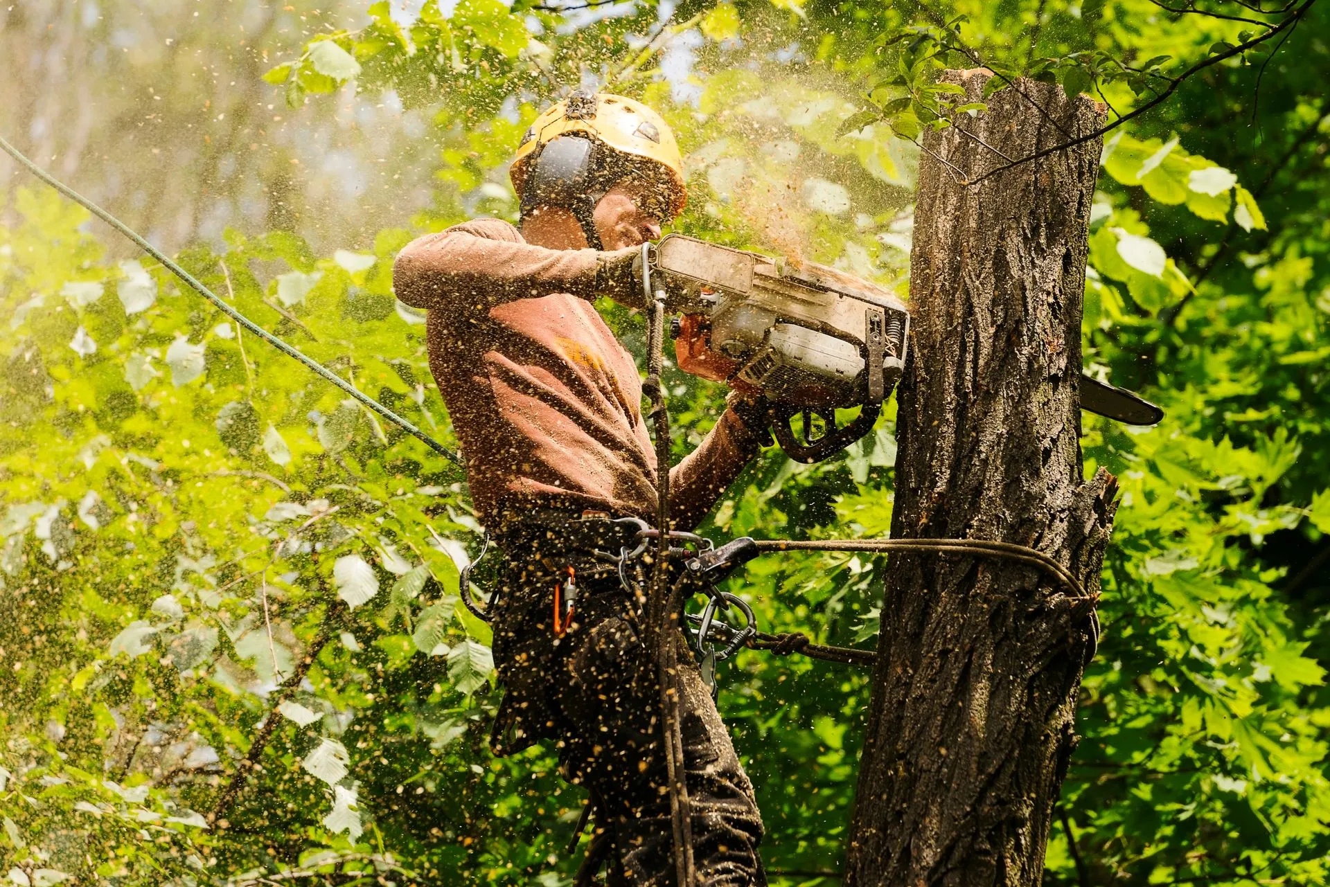 Kingdom Tree Services gallery 2