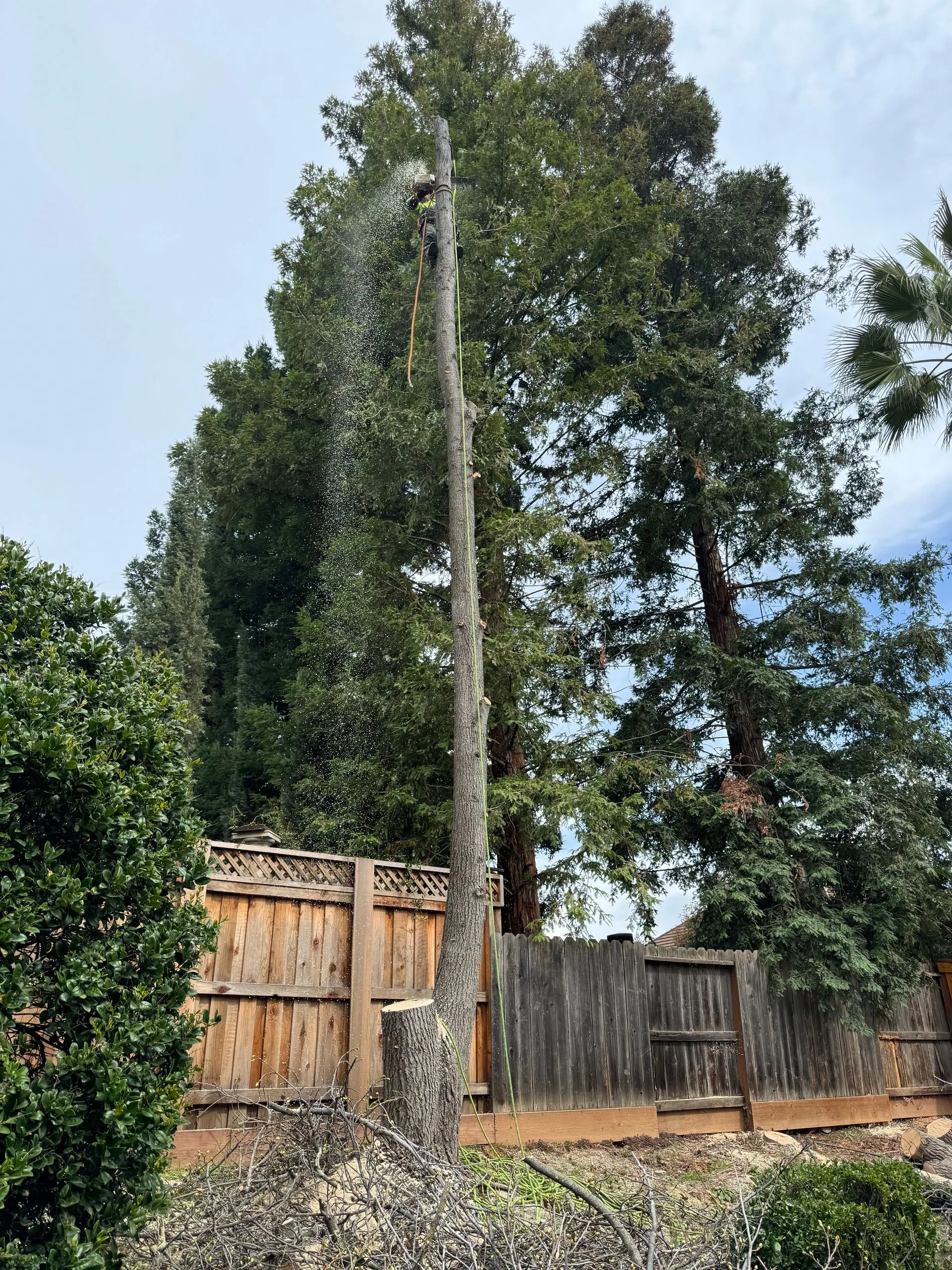 Kingdom Tree Services gallery 3