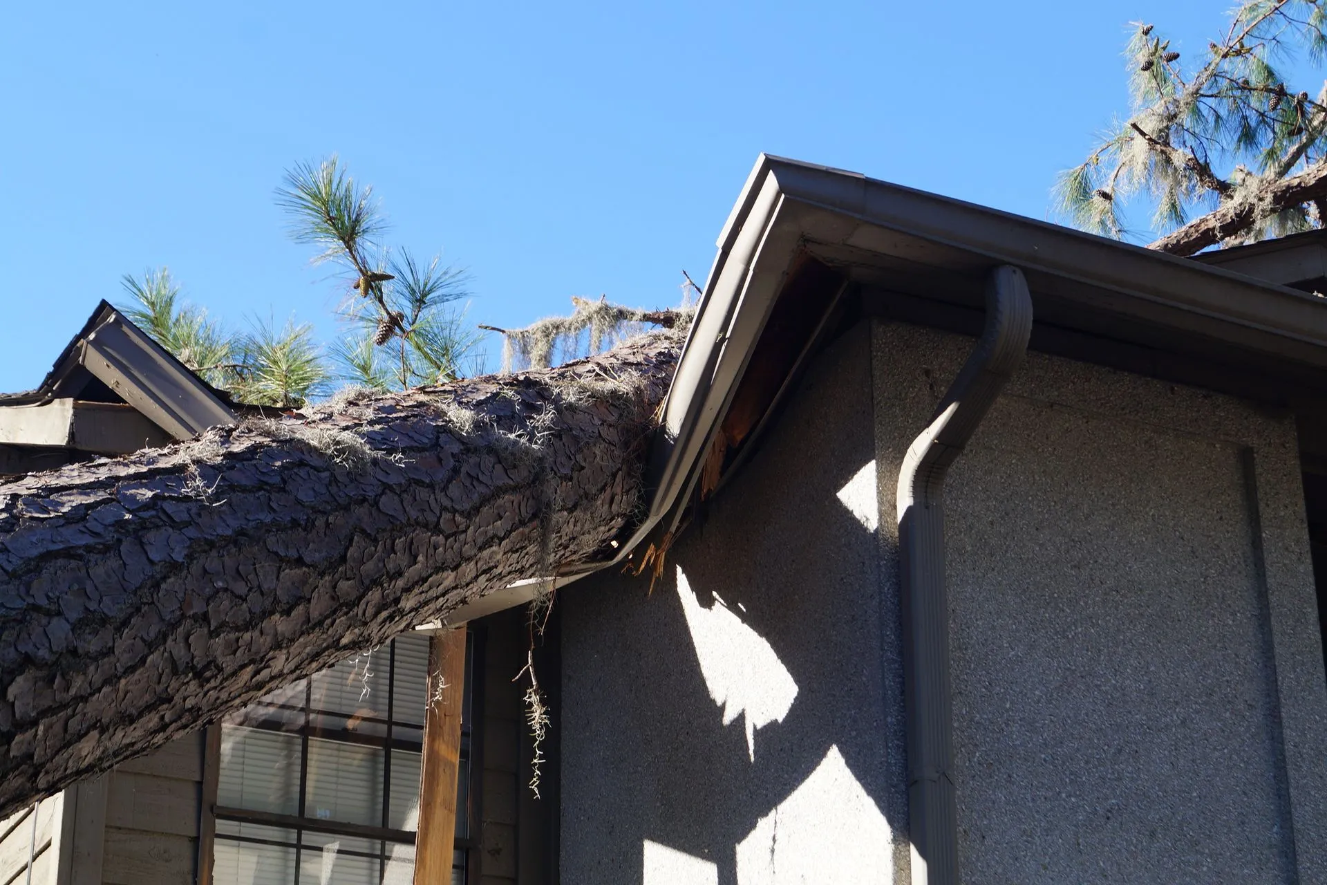 Kingdom Tree Services gallery 4