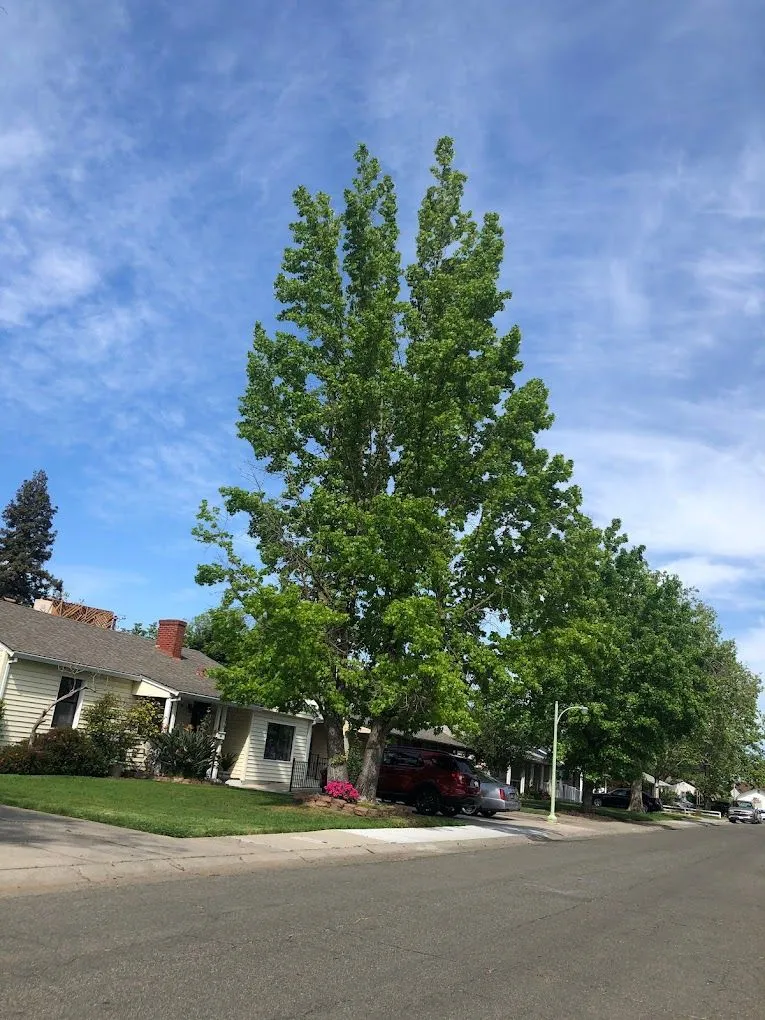 Kingdom Tree Services gallery 5