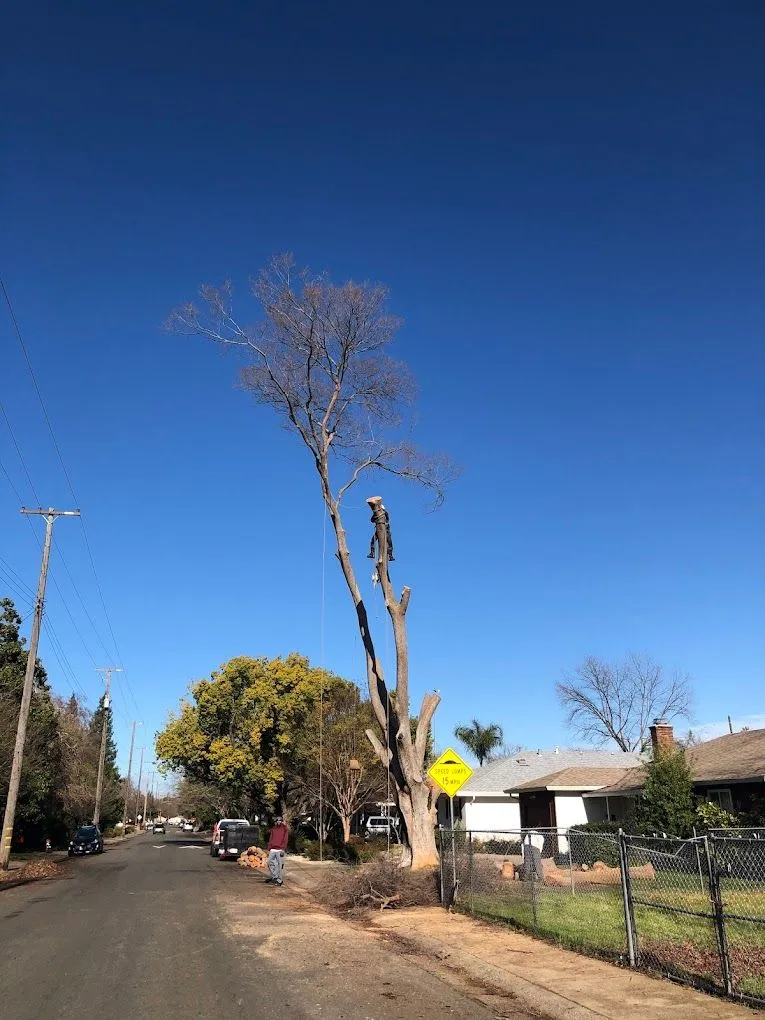 Kingdom Tree Services gallery 6