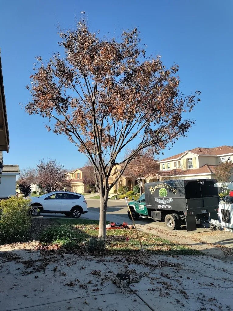 Kingdom Tree Services gallery 9