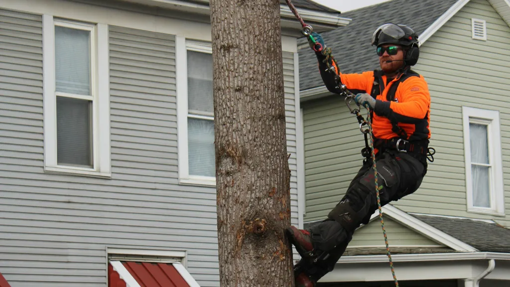 Lakewood Tree Service
