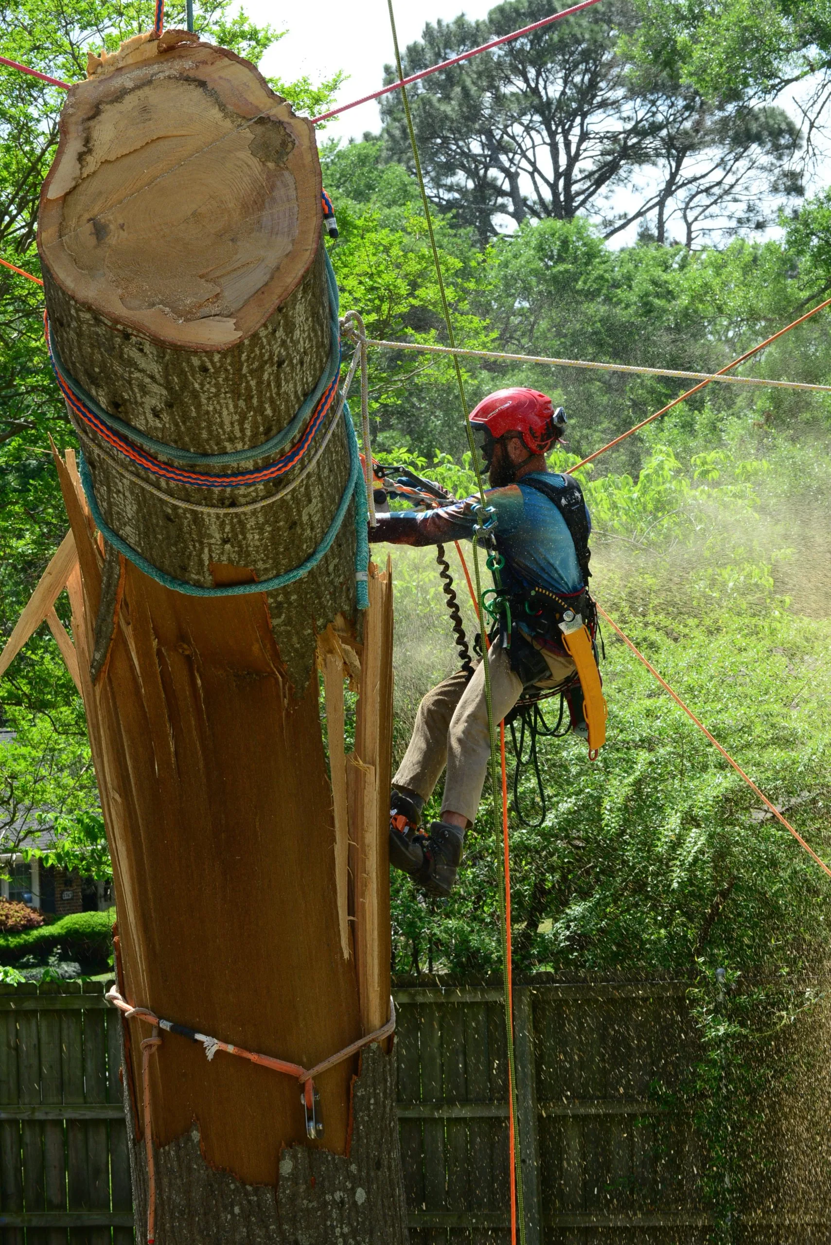 Leatherface Tree Service gallery 4