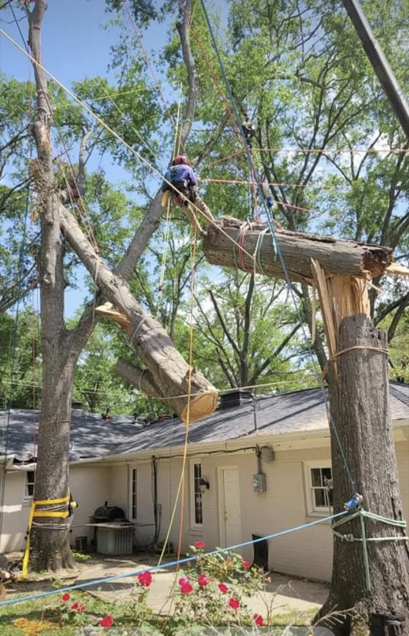 Leatherface Tree Service gallery 5