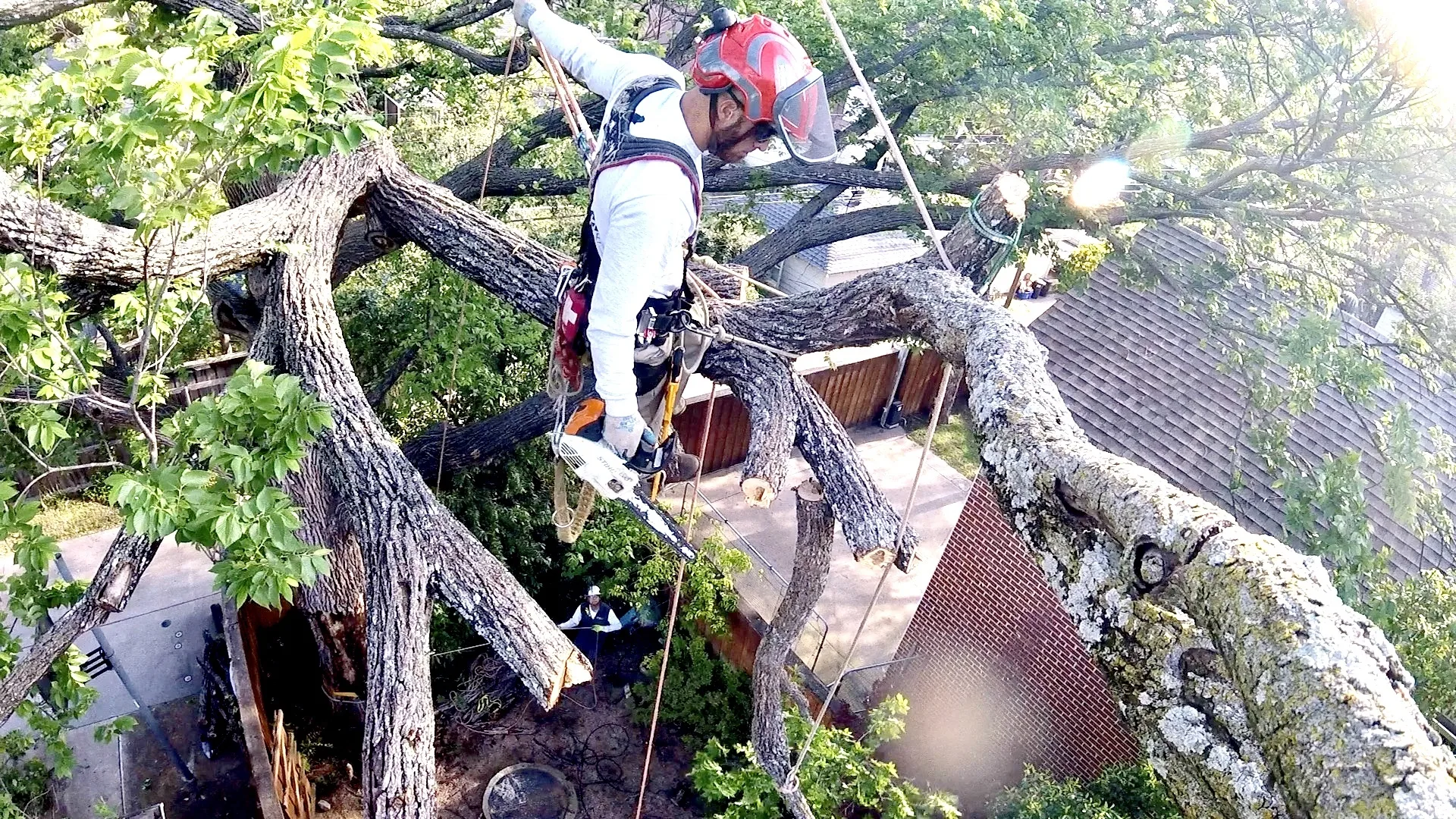 Leatherface Tree Service gallery 6