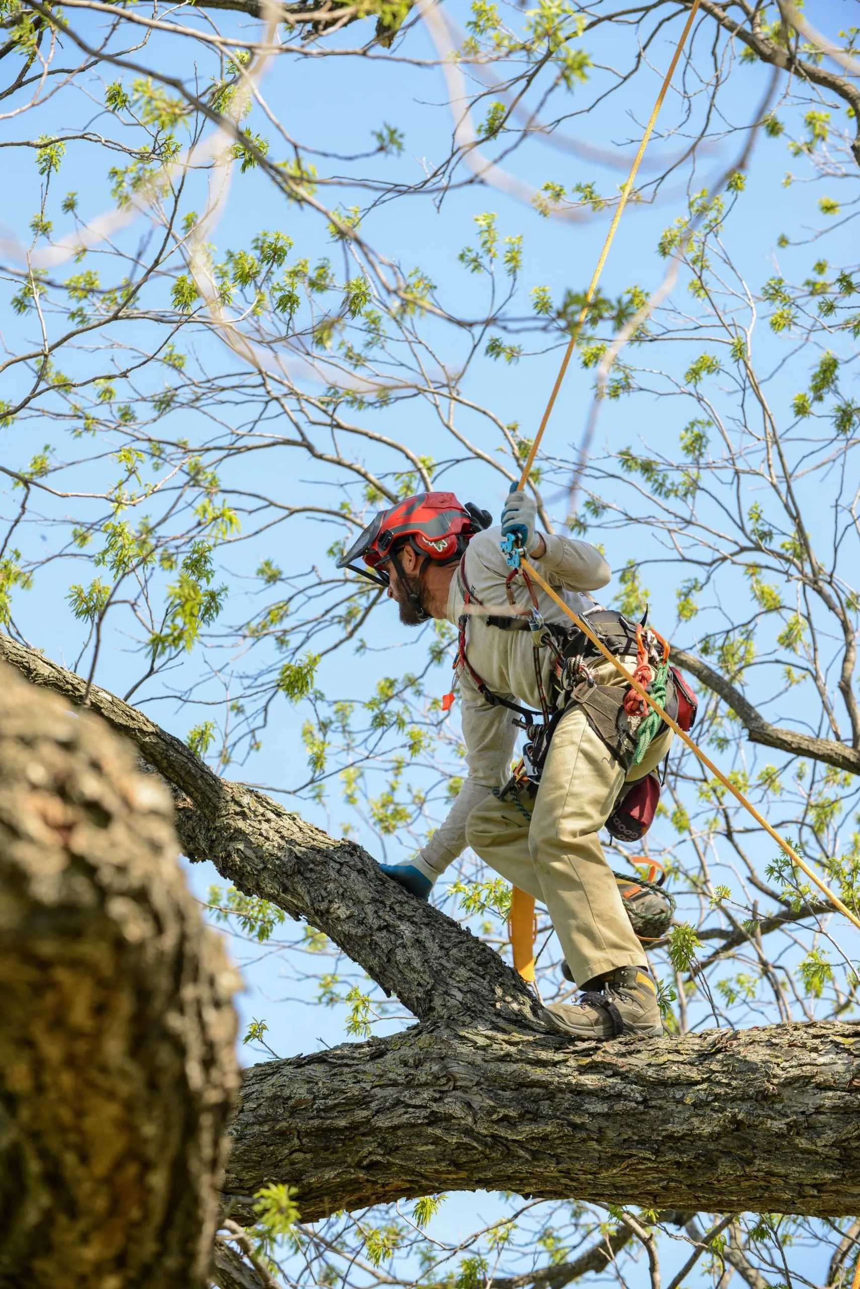 Leatherface Tree Service gallery 8