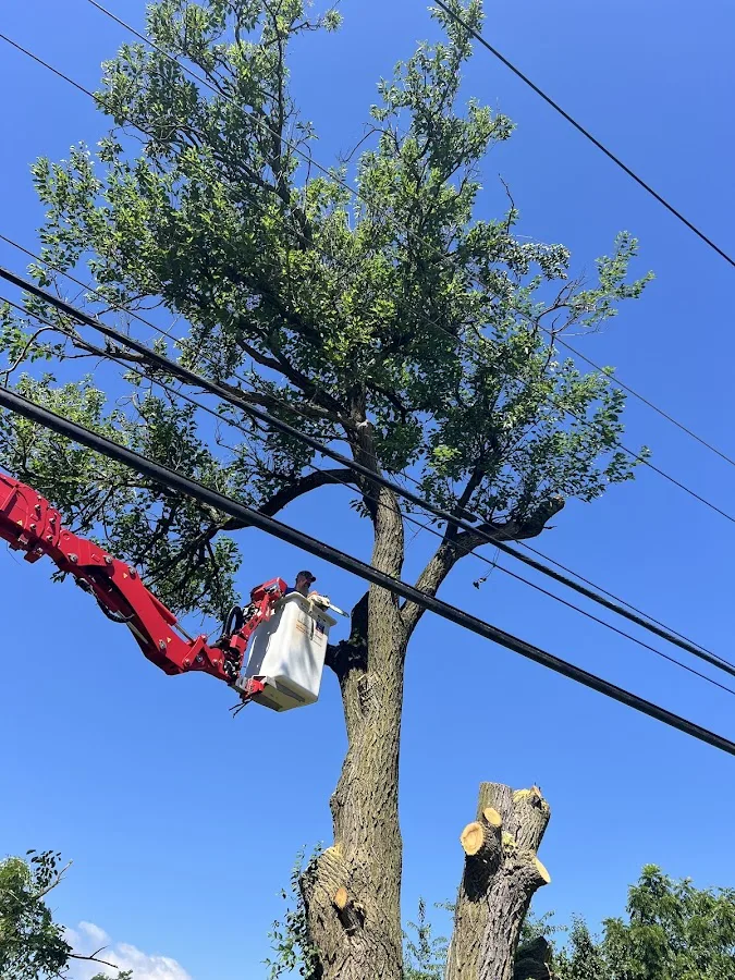 Lenk Tree Service