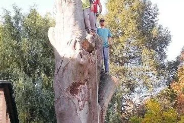 Lenk Tree Service gallery 3
