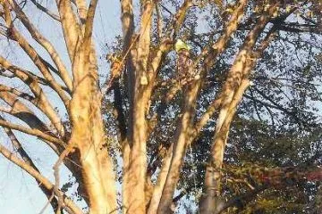 Lenk Tree Service gallery 4