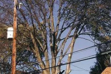 Lenk Tree Service gallery 6