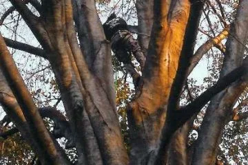 Lenk Tree Service gallery 7
