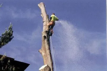 Lenk Tree Service gallery 8