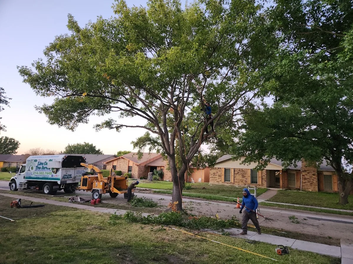 Live Oak Tree Service work site