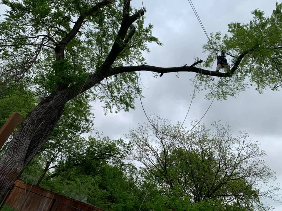 Live Oak Tree Service gallery 2