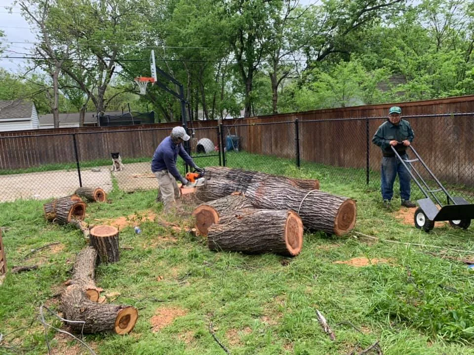 Live Oak Tree Service gallery 3