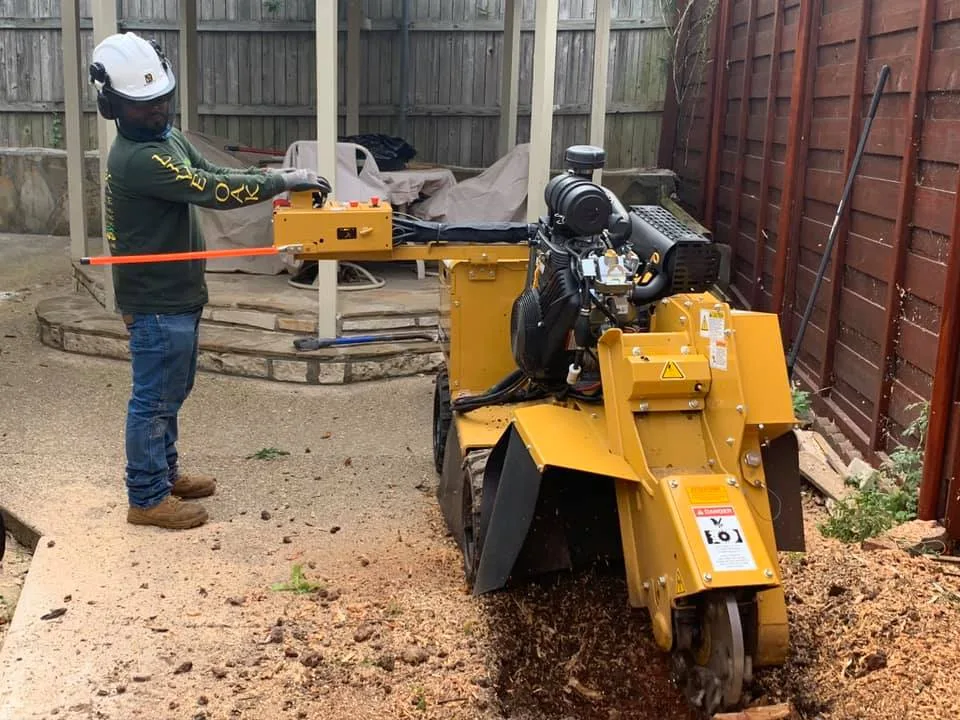 Live Oak Tree Service gallery 4