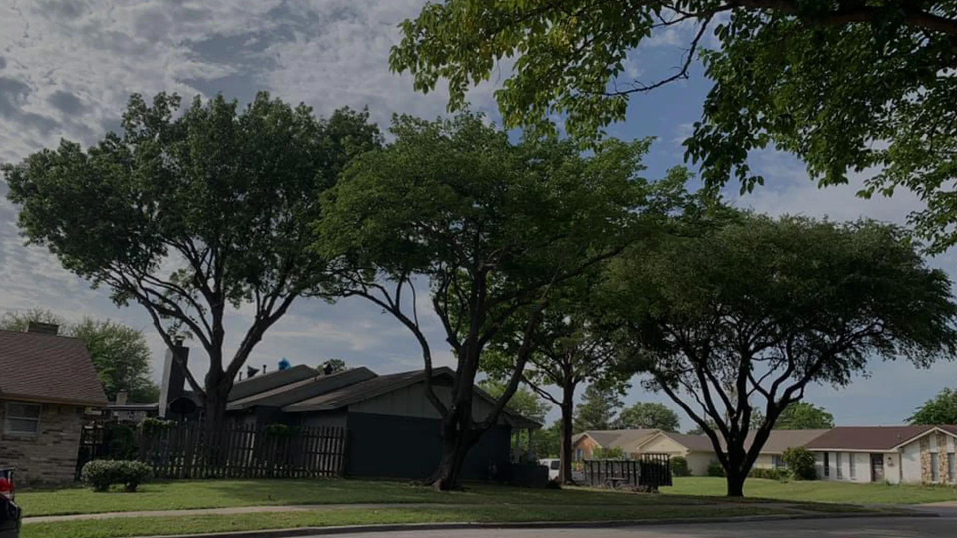 Live Oak Tree Service gallery 5