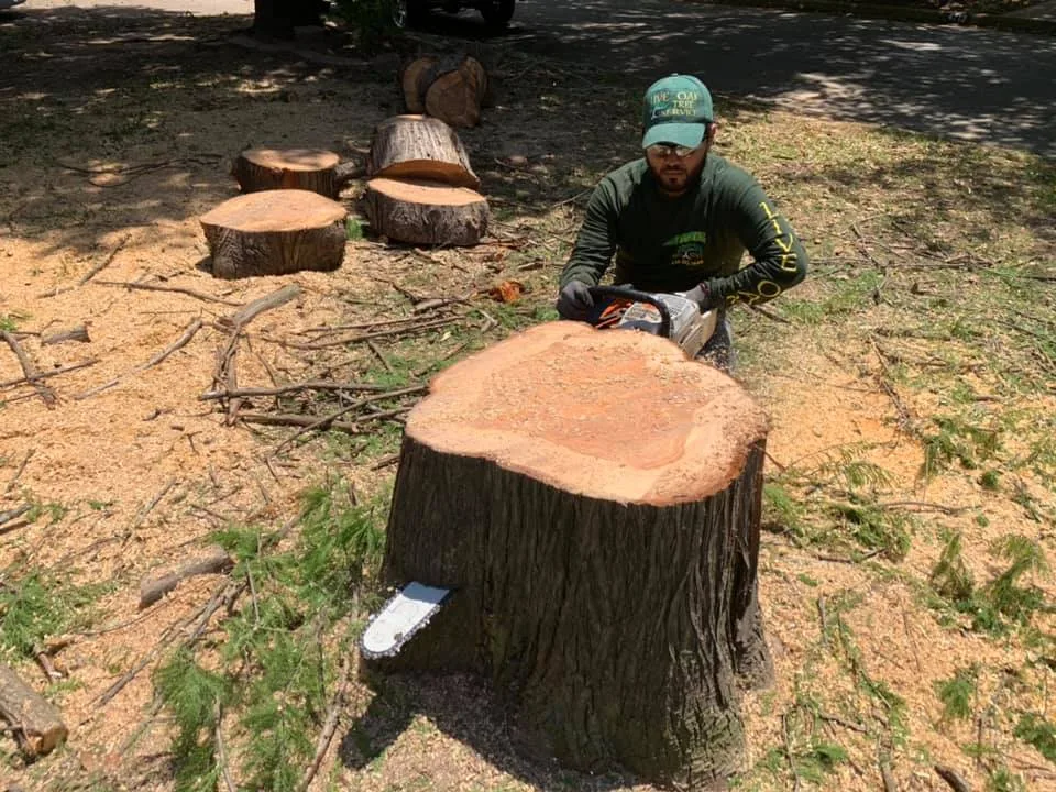 Live Oak Tree Service gallery 7