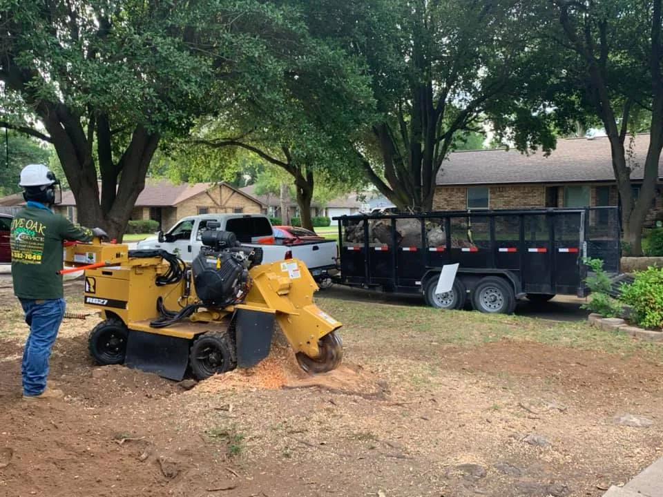 Live Oak Tree Service gallery 8