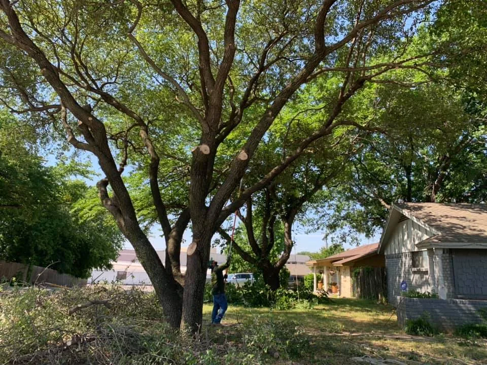 Live Oak Tree Service gallery 9
