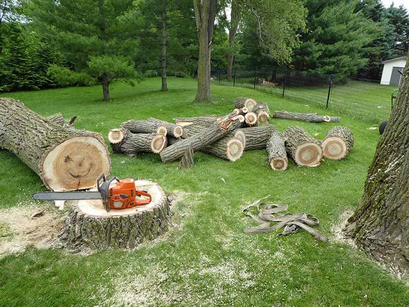 Long Island Tree & Landscape Service, Inc. gallery 4