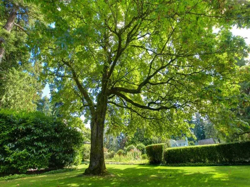 Long Island Tree & Landscape Service, Inc. gallery 5